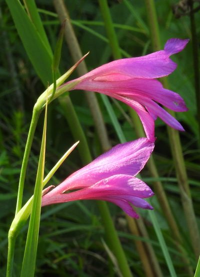 Vista de las flores del Gladiolus illyricus