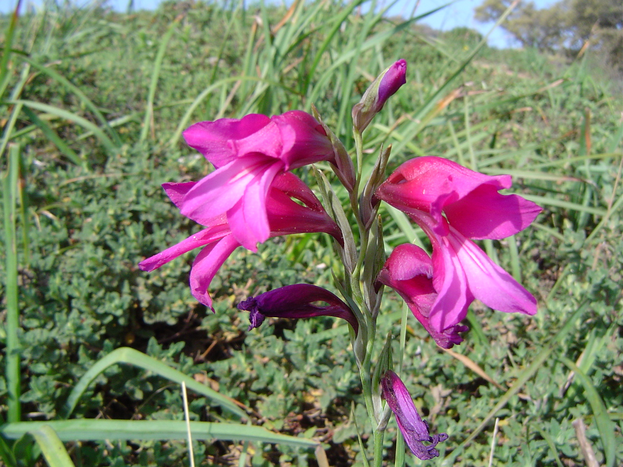 Vista del Gladiolus illyricus en hábitat