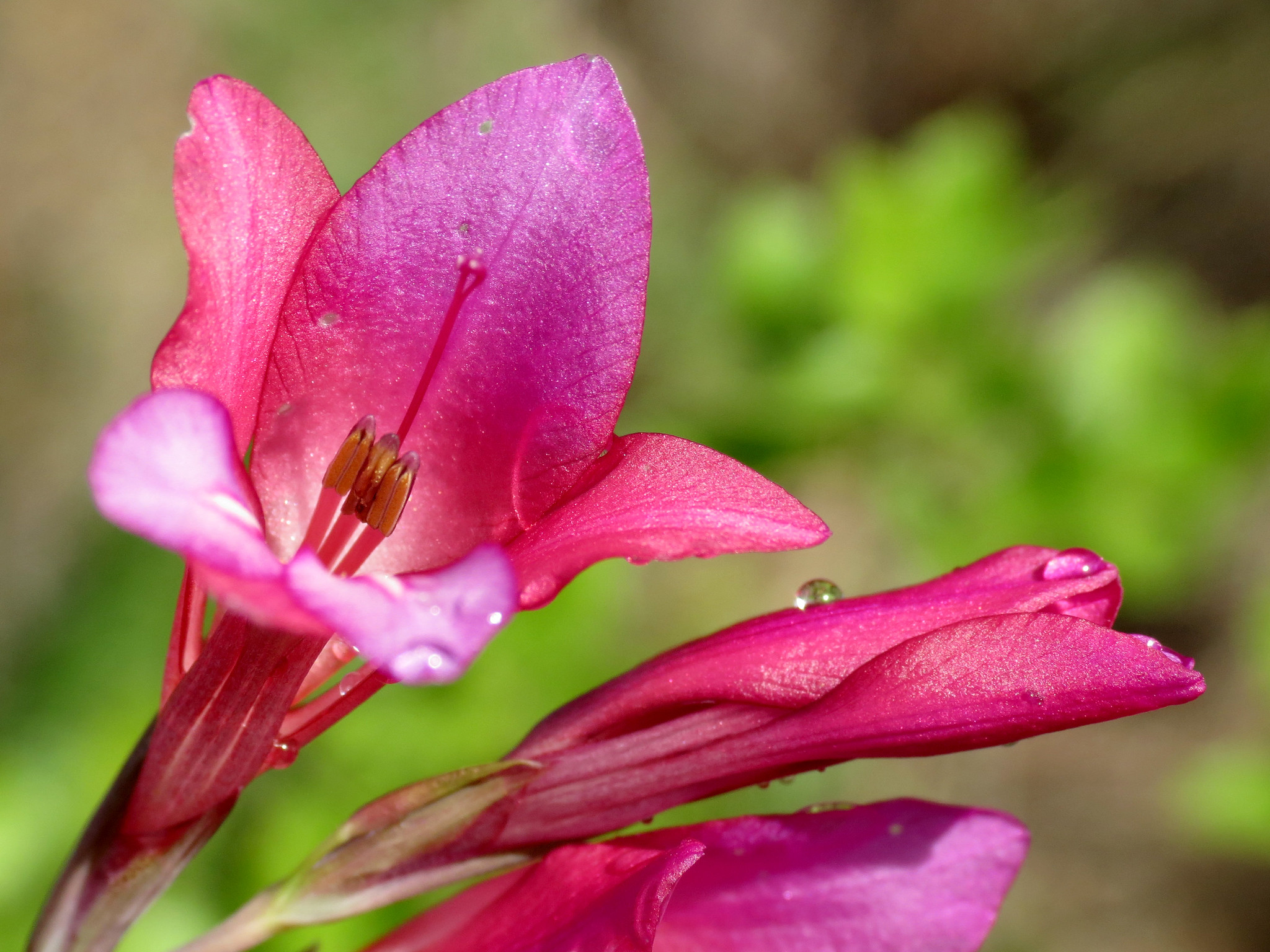 Vista del Gladiolus illyricus