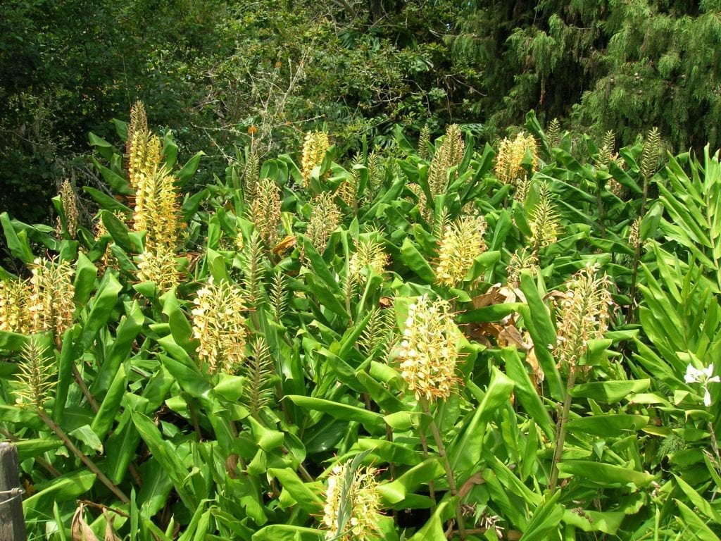 Vista del Hedychium gardnerianum