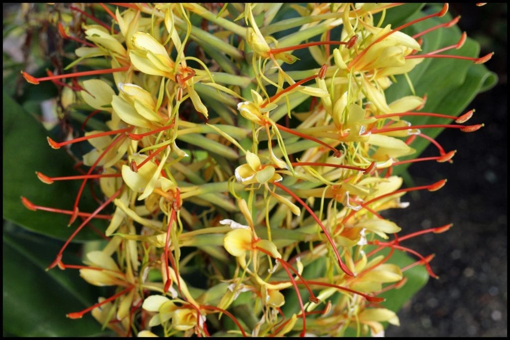 La flor del Hedychium gardnerianum