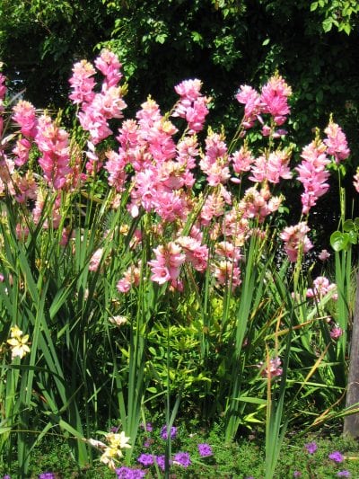 Plantas de Ixia en flor