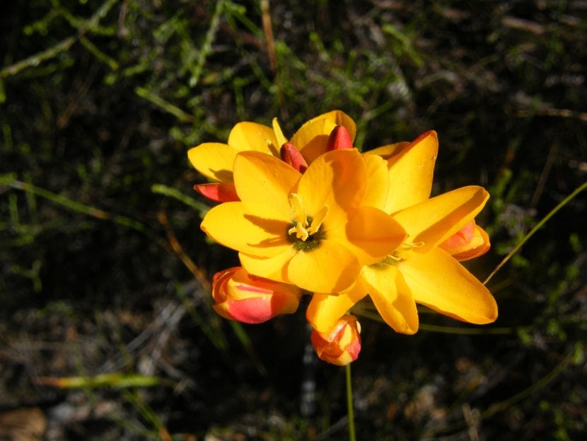 Planta de Ixia dubia en flor