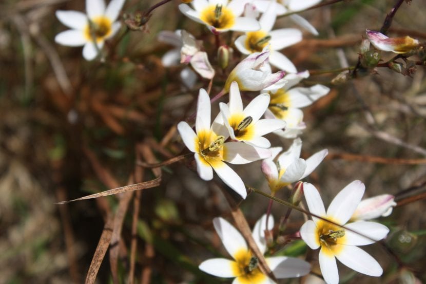 Ejemplar de Ixia monadelpha