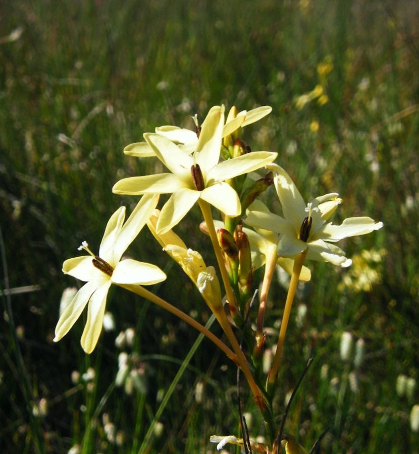 Ixia paniculata en floración