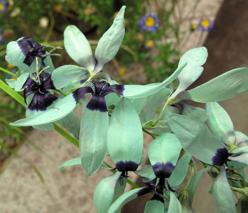 La curiosa Ixia viridiflora