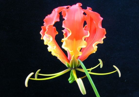 Gloriosa superba