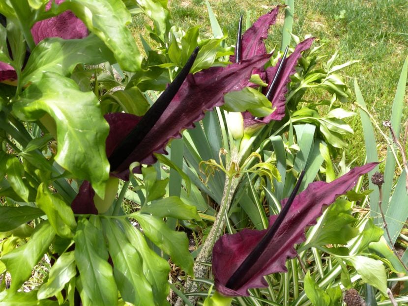 Dracunculus vulgaris o dragontea: cultivo y ciclo