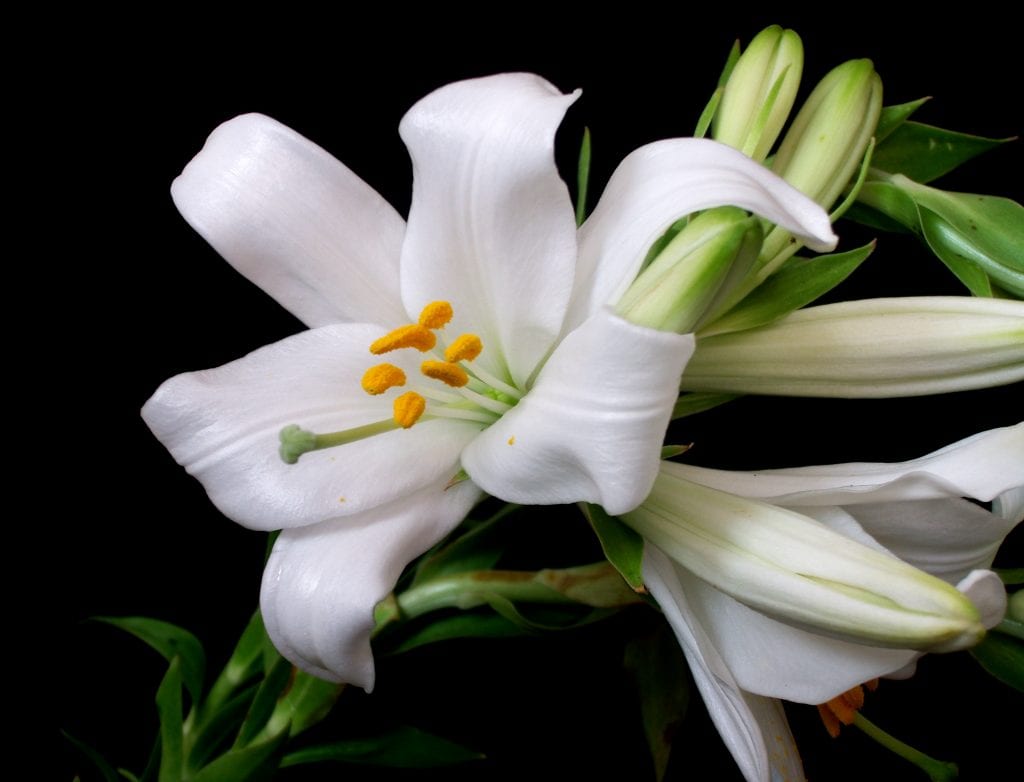 Lilium candidum: cómo plantar y cuidar la azucena