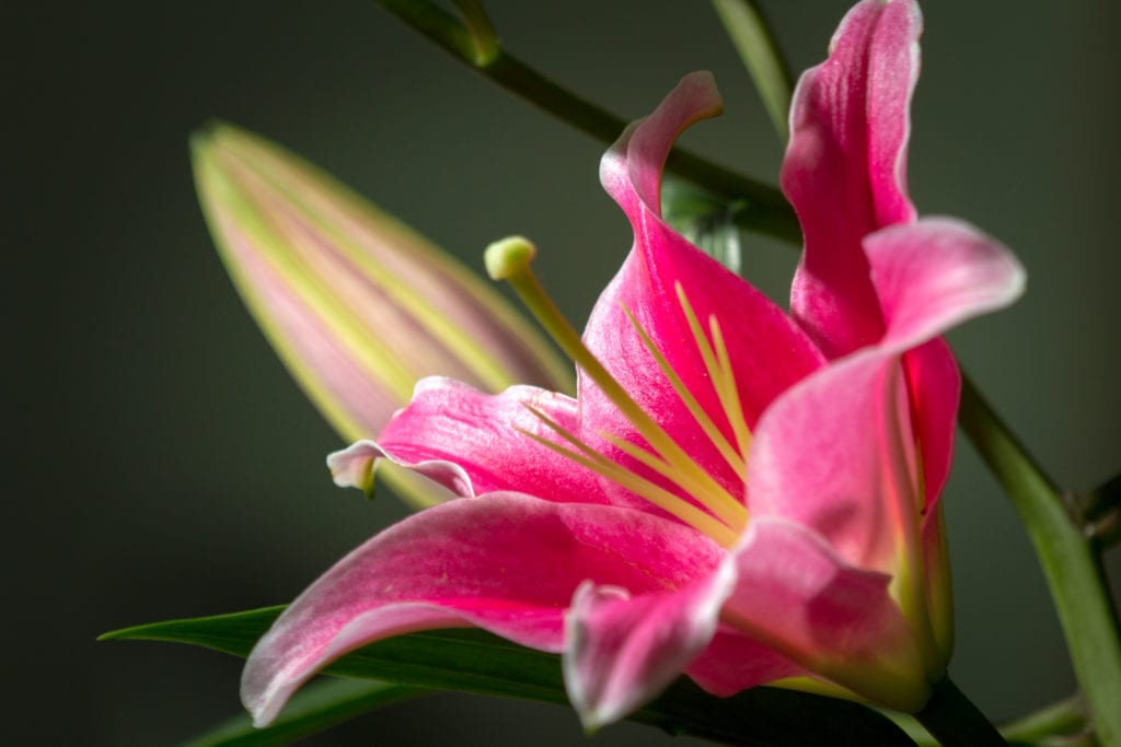 Lilium oriental: suelo ácido, riego y cuidados del bulbo