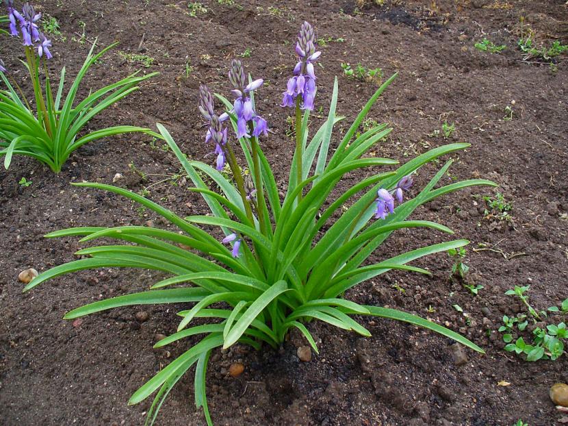 Hyacinthoides non scripta
