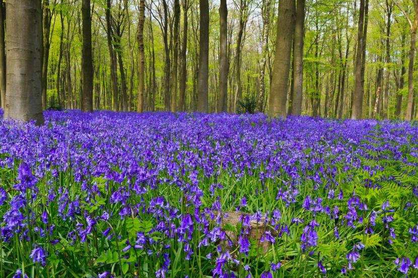 Hyacinthoides non-scripta