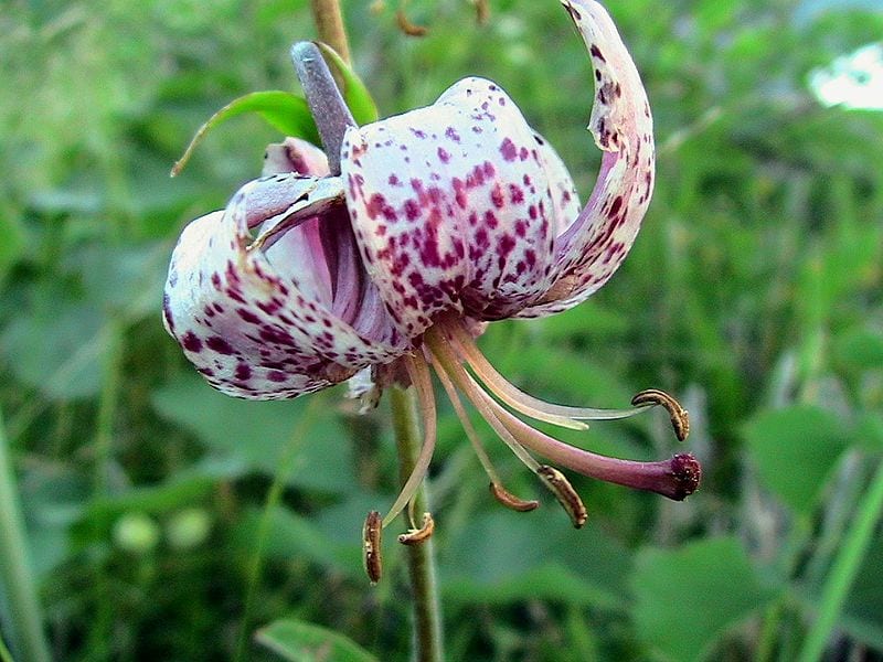 Flor de Lilium martagon