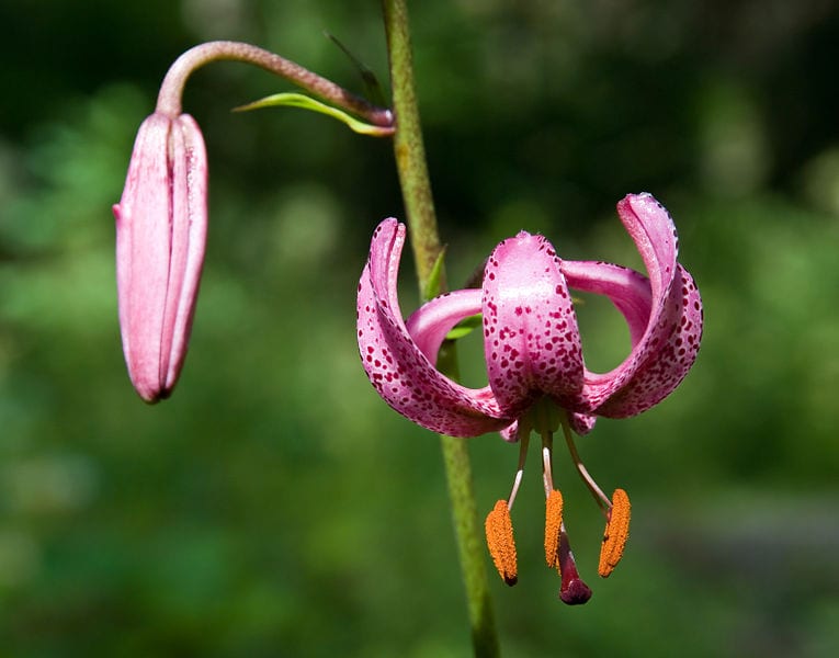 Martagon en flor