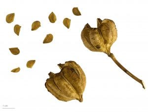 Frutos y semillas de la Azucena