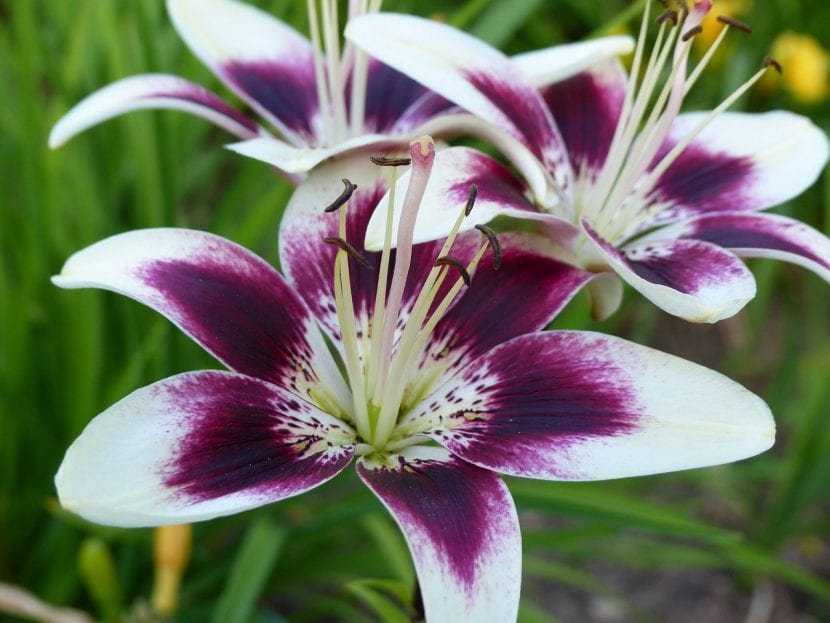 Flor de Lilium de Asia