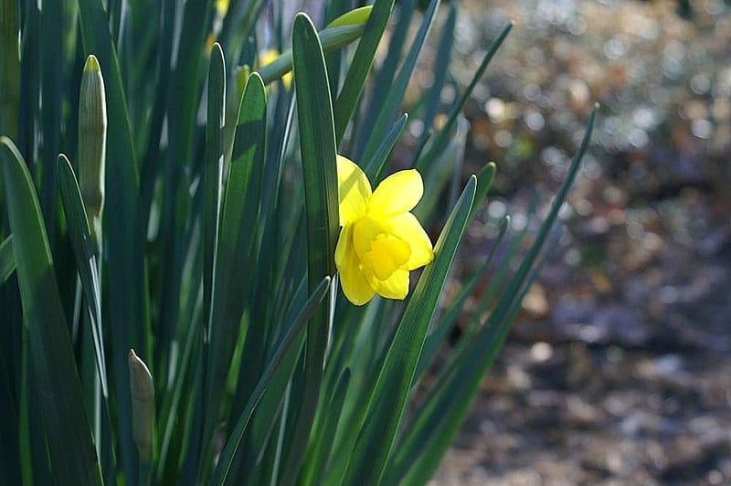 Flor de Narcissus jonquilla