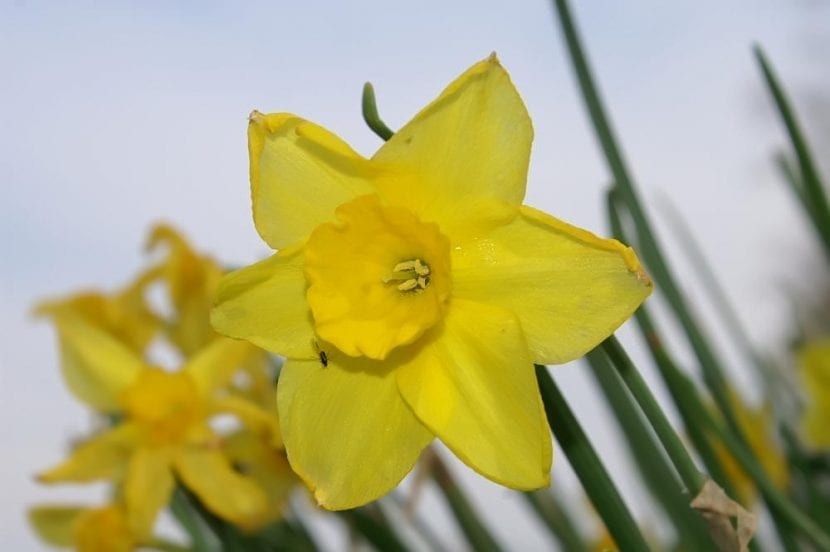 Narcissus jonquilla