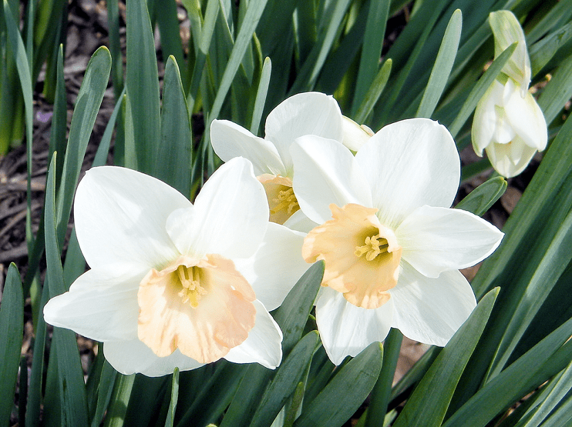 Flores de narcisos blancos abiertas totalmente