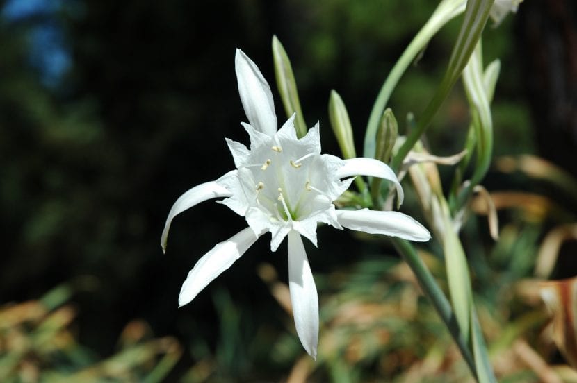 Pancratium maritium, el nombre científico del pancracio