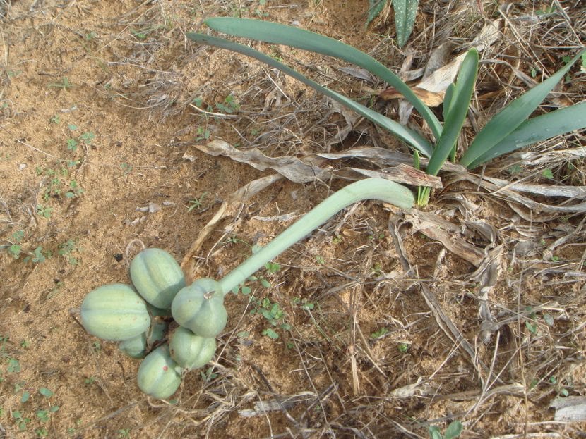 Frutos del pancracio o azucena de mar