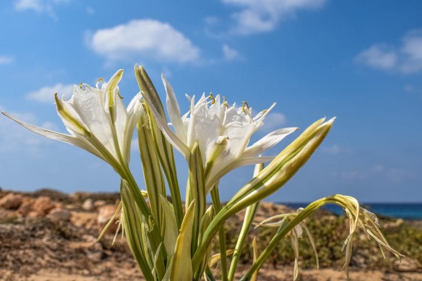 La azucena de mar, una bulbosa fácil de cuidar