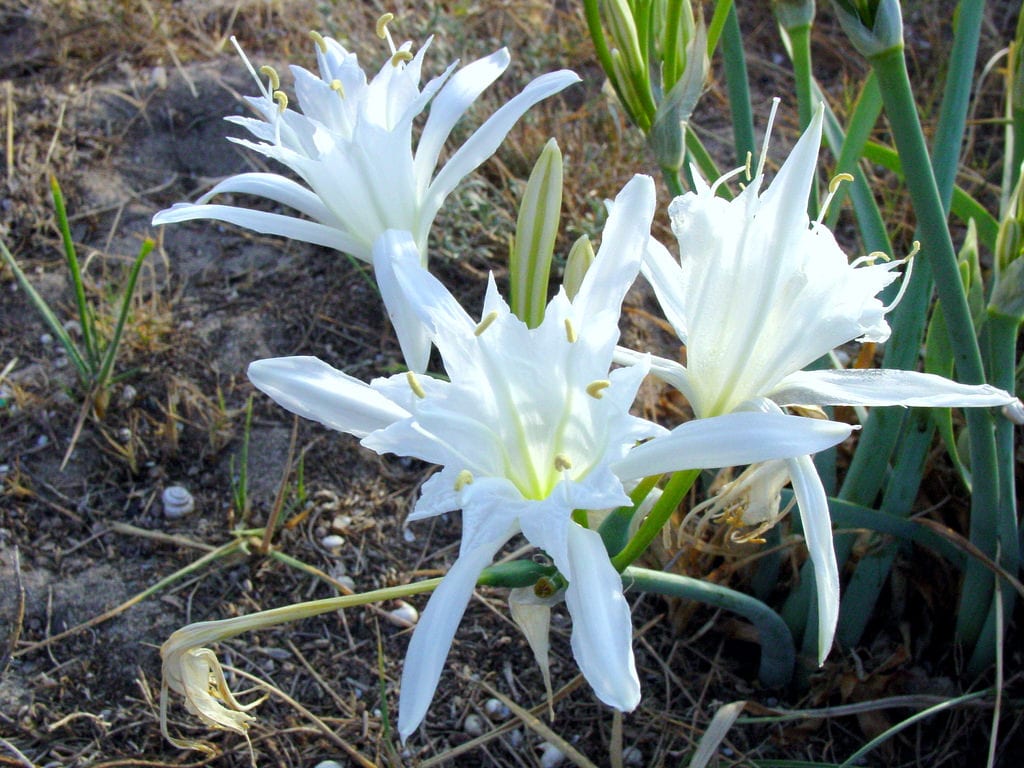 Pancracio o azucena de mar: cultivo de Pancratium maritimum