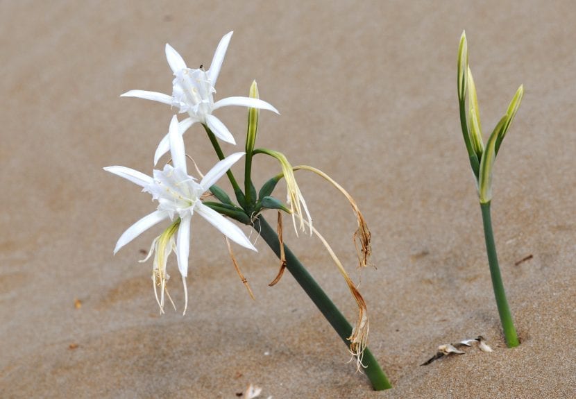 Pancracio en flor en su hábitat, el mar