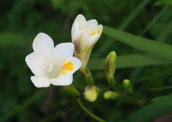 Freesia blanca