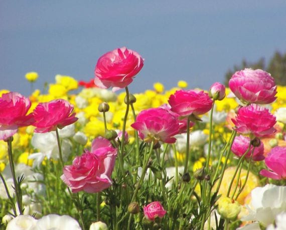 Grupo de Ranunculus