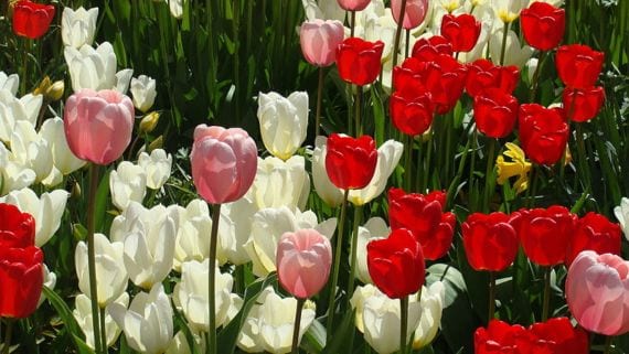 Grupo de tulipanes
