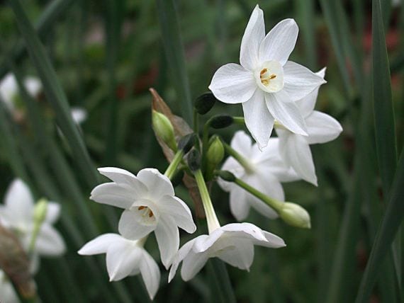 Narcisos