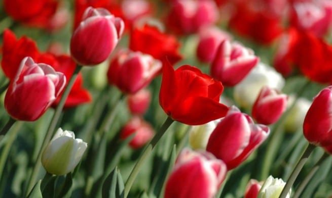 Bulbos de otoño: tulipán, jacinto, freesia, narciso y ranúnculo