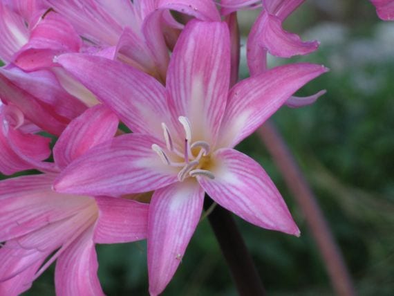 Amaryllis rosa