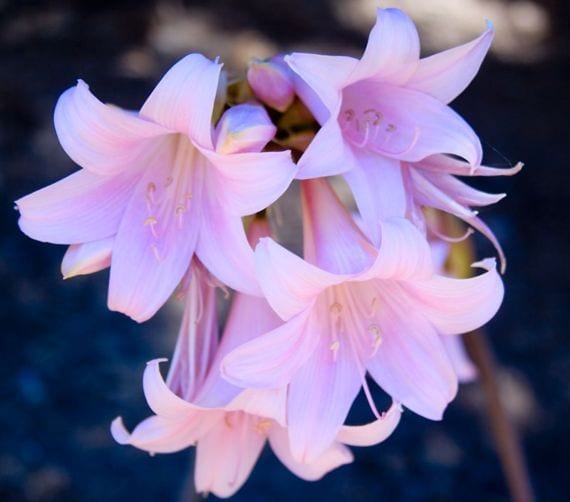 Amaryllis