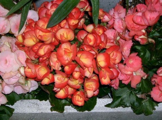 Begonia hiemalis