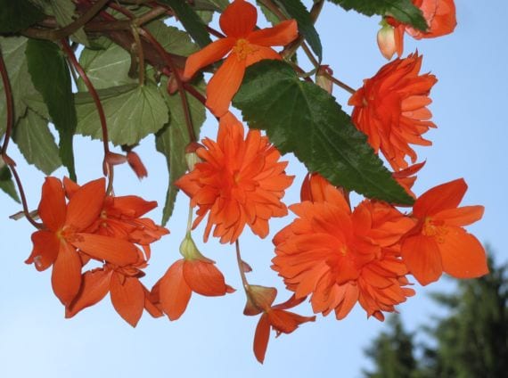 Begonia pendula