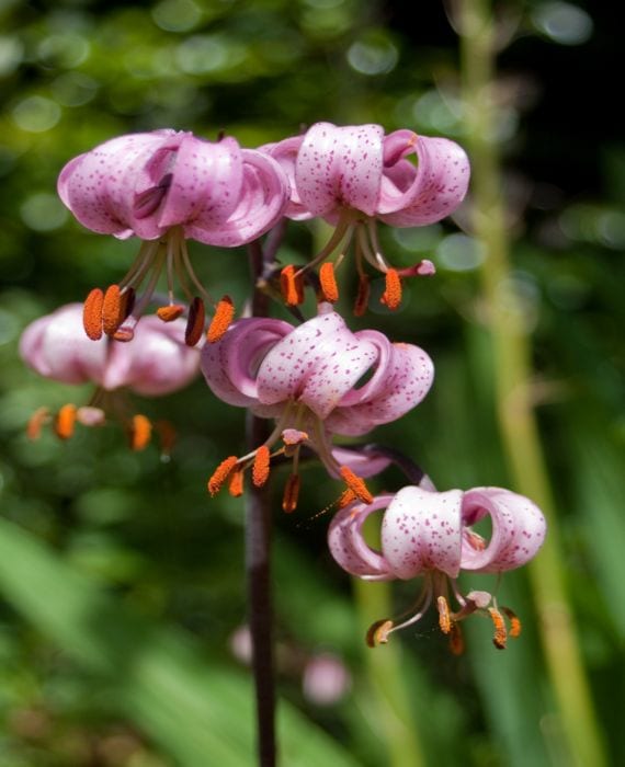 Lillium martagon