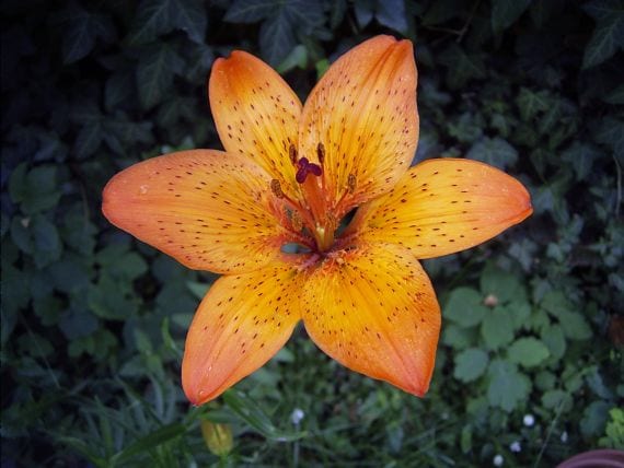 Lillium
