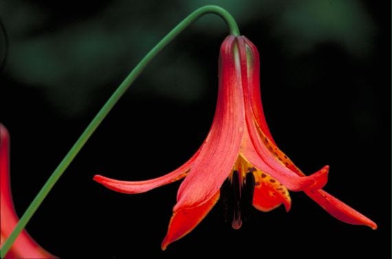 Bulbos de verano: lilium, amarilis, begonia, agapanto y canna