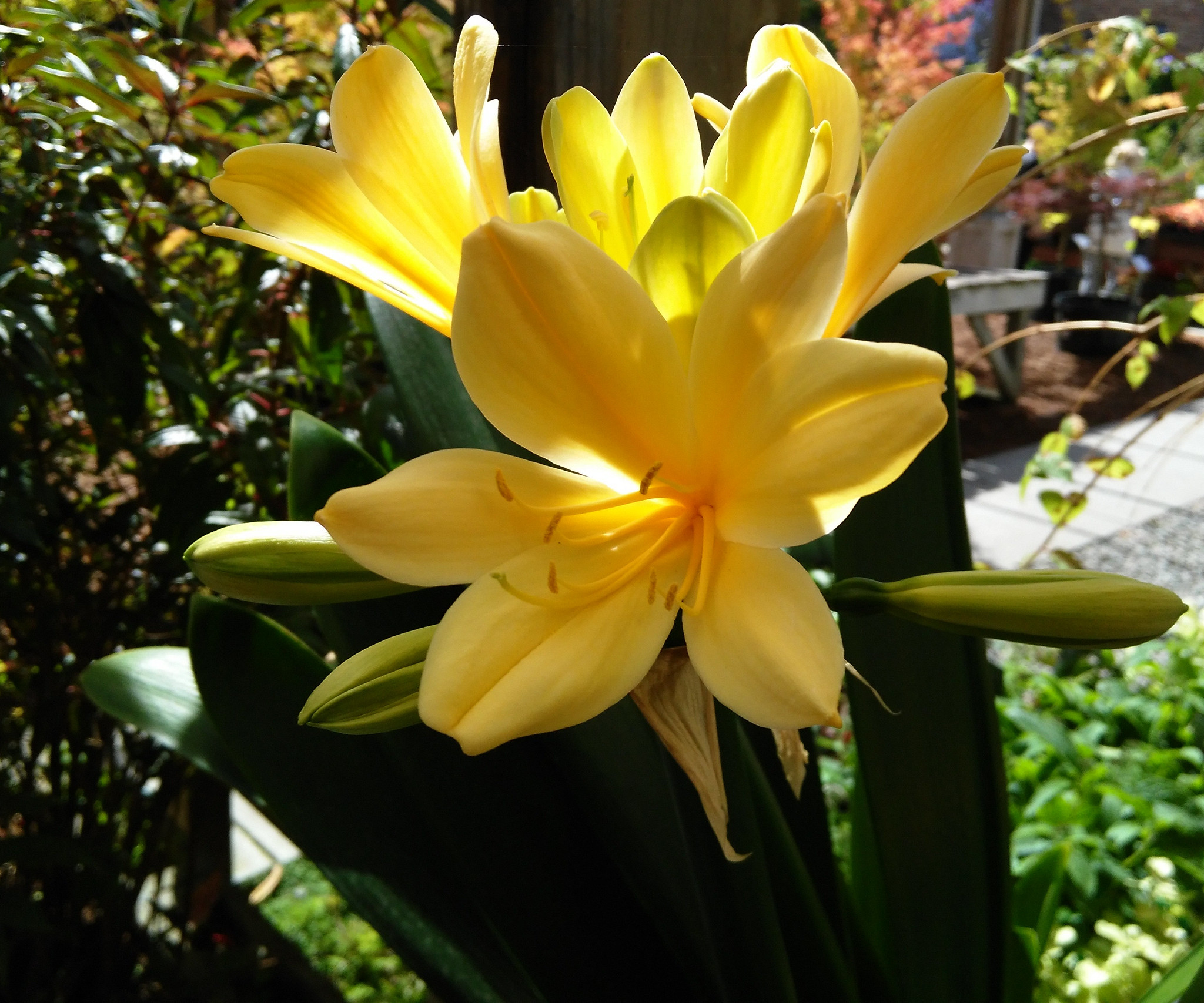 La clivia puede tener flores amarillas