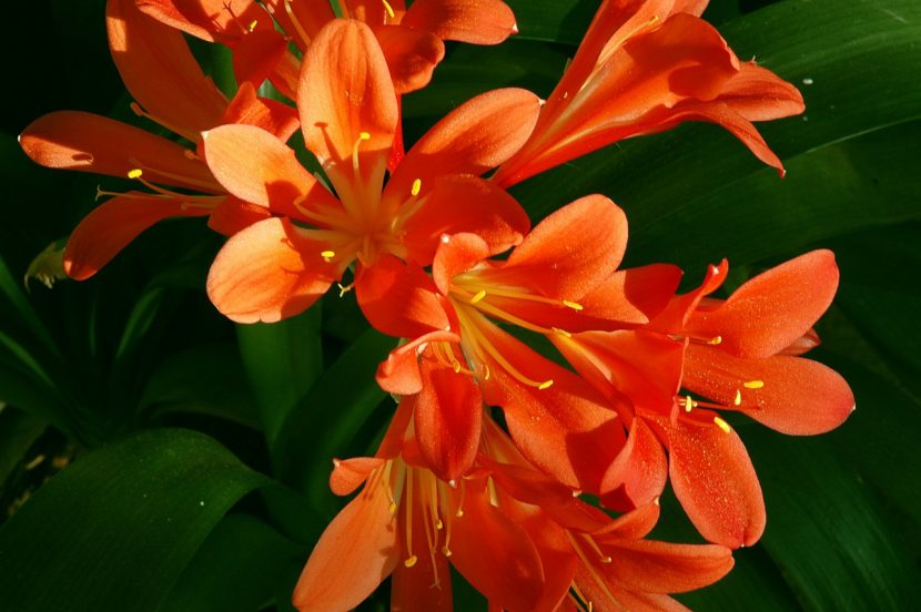Umbela de flores anaranjadas de Clivia miniata