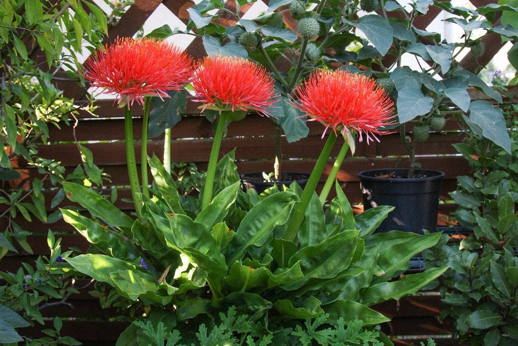 Planta de Scadoxus