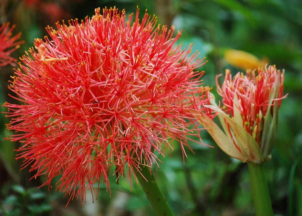 Scadoxus multiflorus