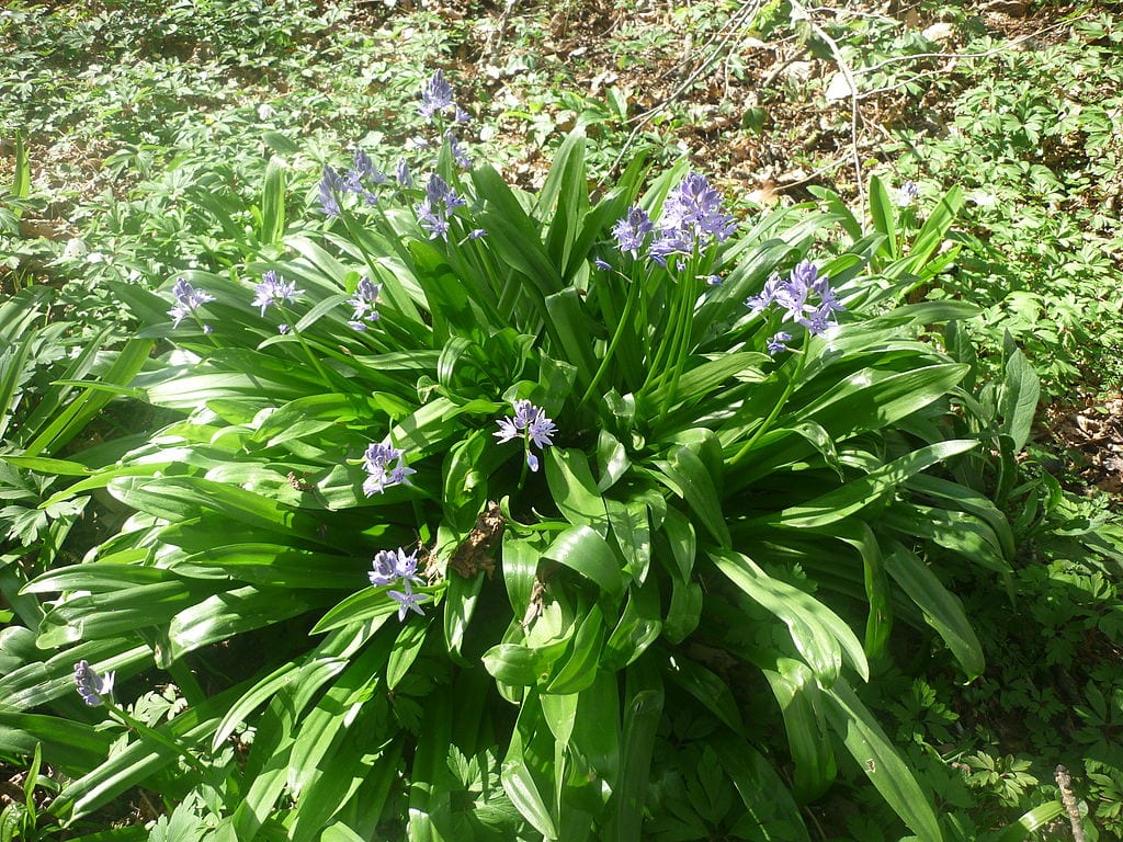 La Scilla lilio-hyacinthus es una planta preciosa