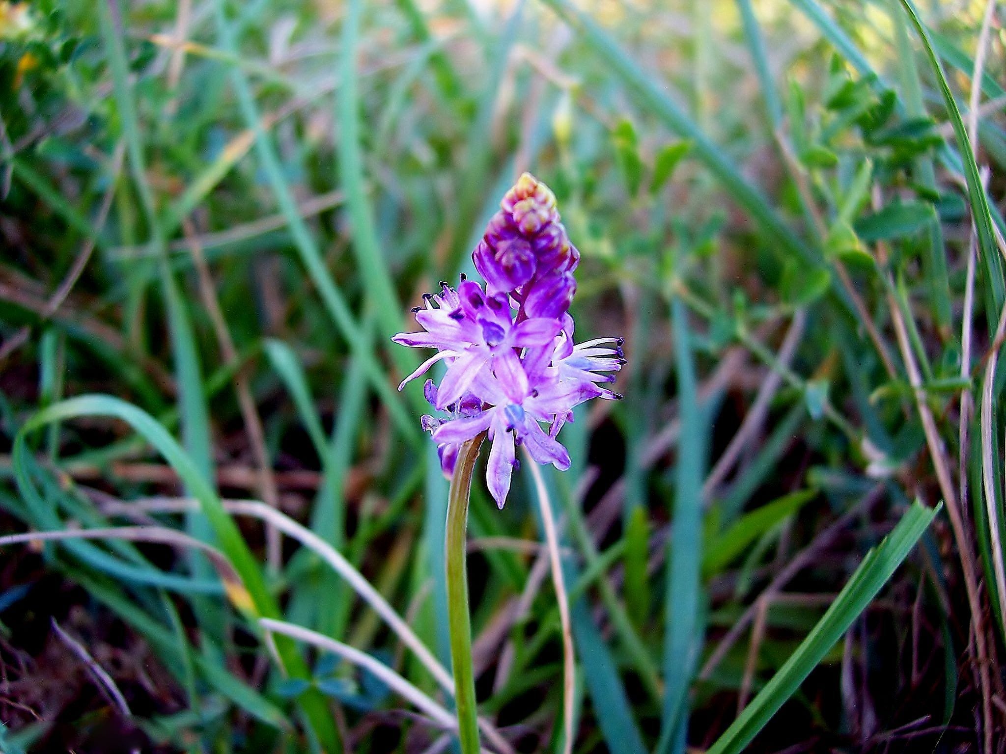 Vista de la Scilla autumnalis