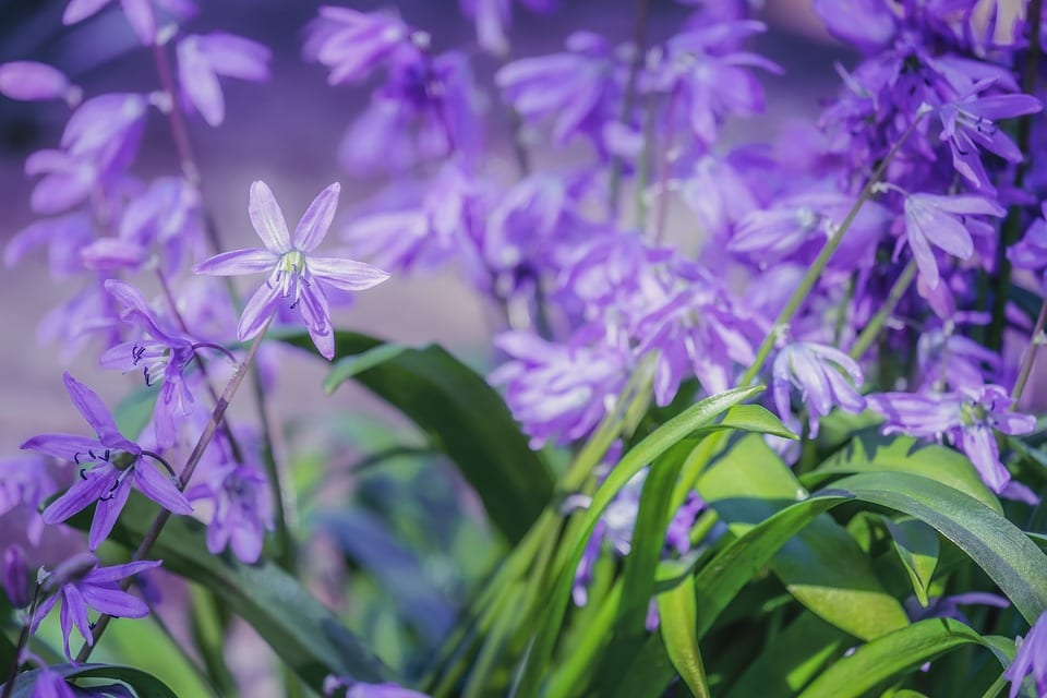 Las Scilla son plantas bulbosas