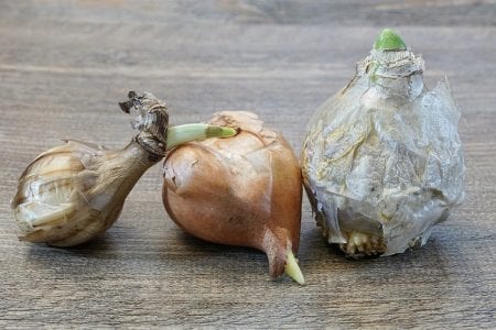 Distintos tipos de bulbos y órganos de reserva subterráneos