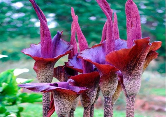 Amorphophallus konjac