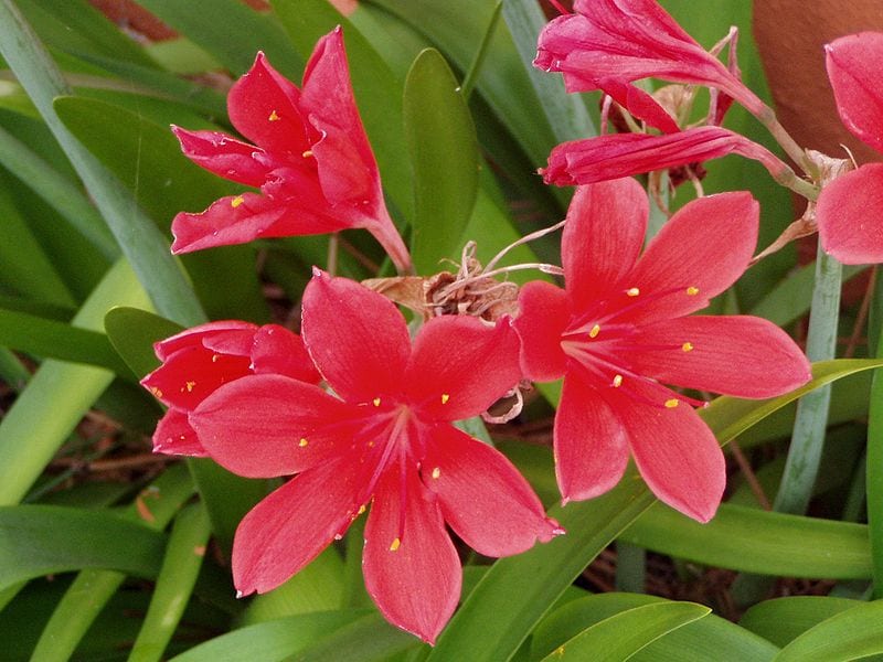Flores de vallota